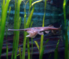 Pin On Misc Aquarium Fish