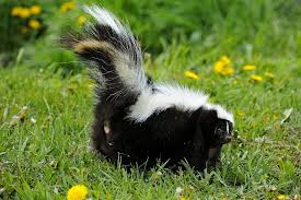 Get Rid Of Skunk Odor What Really Works