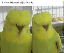 Rıdvan dilmen'in kuşu ahah saçlara bak. Ridvan Dilmen Degilmi La Bu Guldum Net Caps Arama Motoru