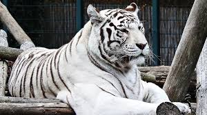 Tigre Blanc White Tiger Voyage Onirique En 2020 Tigre Blanc Petit Felin Tigre