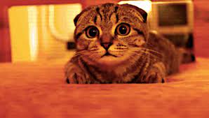 The Location Of London S First Cat Cafe Has Finally Been Revealed Kittens Cutest Cat Gif Animals