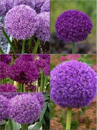 Check spelling or type a new query. Allium Bulbs For Sale Giant Allium Collection Of Bulbs Gold Medal Winning Harts Nursery