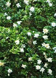 Image result for Gardenia