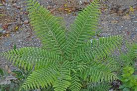 Image result for Pteris tripartita