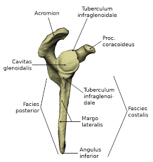 Various types of injuries and degenerative conditions can cause the shoulder to the acromioclavicular joint is located where the clavicle (collarbone) glides along the acromion, located at the top of the shoulder blade. Shoulder Blade Dornheim Anatomy