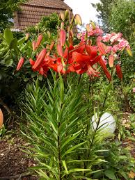 Wunderschone Prachtlilie Lilien Pracht Wunderschon