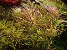 Image result for Pogostemon aquaticus