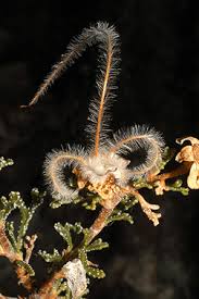 Image result for Baissea viridiflora