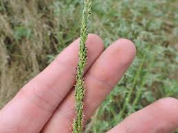 Image result for Eriochloa