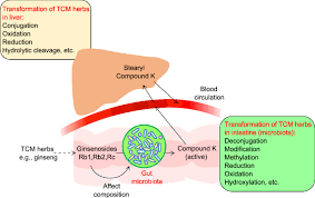 Getting a table is not just about what looks good. Role Of Gut Microbiota In Identification Of Novel Tcm Derived Active Metabolites Springerlink