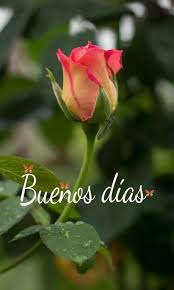 Buenos Dias Buenos Dias X1f4ab Flores Bonitas Rosas Bonitas Rosas Pintadas