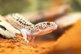 Leopard geckos can grow as long as 10 inches (25 cm) in length. 5 Best Habitats For Leopard Geckos 2021 Reviews Top Picks Pet Keen