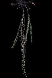 Image result for Grammitis cryptophlebia