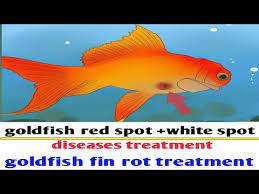 Goldfish Red Spot White Spot Disease Treatment Fin Rot Treatment Youtube