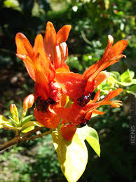 Image result for Ruttya fruticosa