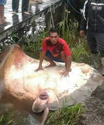 Masih ingatkah kamu dengan video anak durhaka yang dikutuk menjadi ikan pari? Wow Nelayan Desa Sei Ijum Raya Tangkap Ikan Pari Raksasa