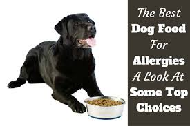 Best Hypoallergenic Dogs List Of Food Common Puppy Nutriment Allergies Guide
