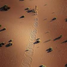 A Dingo Running Across A Flooded Plain Digital Slr Photography Best Digital Slr Camera Dingo