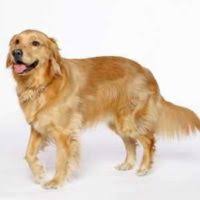 They get along well with children, other dogs, and other the other dog breed in the cross could provide some other traits and variations to this, but your golden retriever mix puppy should have a similar. Golden Retriever Puppies For Sale Pets4you Com