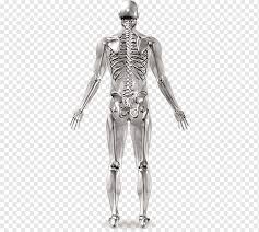 Gross anatomy (also called topographical anatomy, regional anatomy, or anthropotomy) is the study of anatomical structures that can be seen by unaided vision. Human Skeleton Joint Anatomy Human Body Human Bones Human Anatomy Arm Png Pngwing