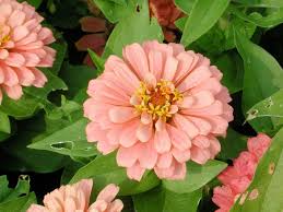 Zinnia Magellan Salmon Flower Pots Annual Flowers Zinnias