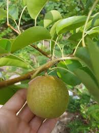 At just fruits we take pride in shipping you the same quality plants that customers can find right here at the nursery. Do These Pears Look Like Tennousi Pruning Question As Well General Fruit Growing Growing Fruit