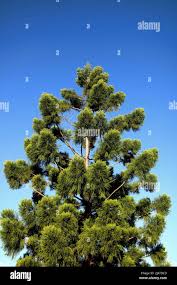 Image result for Araucaria cunninghamii