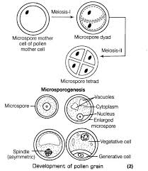 Pin On Cbse Class 12 Biology