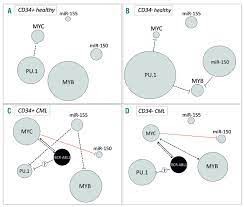 Graphic by carolyn chan md. Bcr Abl1 Mediated Mir 150 Downregulation Through Myc Contributed To Myeloid Differentiation Block And Drug Resistance In Chronic Myeloid Leukemia Haematologica