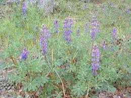 Image result for Lupinus