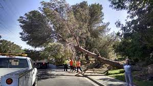 We did not find results for: Tree Removal 3 Mr Tree Lv