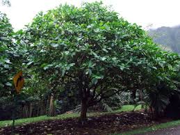 Image result for Tabernaemontana crassa