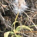 Image result for Kleinia abyssinica