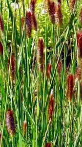 This annual grass produces deep pink flowers that resemble rabbits' tails. Pennisetum Massaicum Red Bunny Tails Fountain Grass Red Bunny Tails 17cm Pot Broadway Road Nurseries