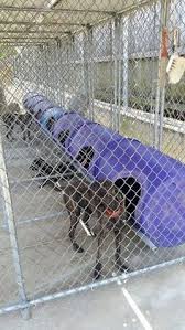 Buck creek stylish luke, pkc ch,akc cnc with 2 wins,ukc 4th rqe pkc is the only kennel club that had any events in ny during december or january. 13 Best Dog Kennel Images Dog Houses Dog Pen Dog Kennel Designs