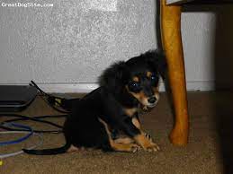 Pin By Amy Graves On So Cute Chiweenie Chiweenie Dogs Cute Animal Pictures