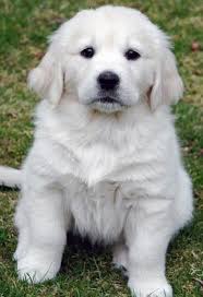 If you have an interest in owning one of these amazing pups, don't delay. White Golden Retriever Puppies For Sale Cute Puppies White Golden Retriever Puppy Retriever Puppy Golden Retriever