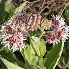 Showy Milkweed Seeds For Butterflies Gardens