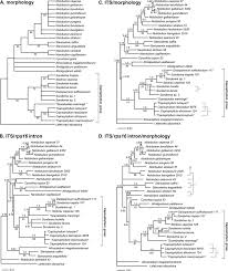 Image result for Afroligusticum