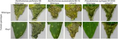Image result for tomato seedling pseudomonas syringae pv tomato symptoms