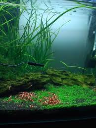 You Guessed It Fresh Water Fish Tank Fish Tank Snail Tank