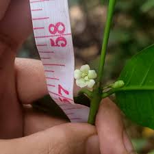 Image result for Pyrostria