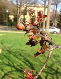 Flowering crabapple trees are not only beautiful, but also provide vital food for wildlife. Crabapple Tree Yale Nature Walk