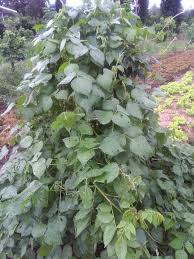 Image result for Vigna umbellata