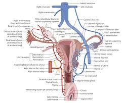 Knowledge of anatomy unique to females is essential for all clinicians three ligaments anchor the uterus. Female Pelvis Radiology Key