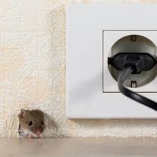 All risk is one of two remember that all risk insurance tends to be more expensive, as it's the most comprehensive kind of property coverage available (it might even be. Rodent Home Inspection Insurance Elitemga