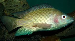 Fish-Breeding Solution To Mosquitoes Saves Dubai Dh3.5Million