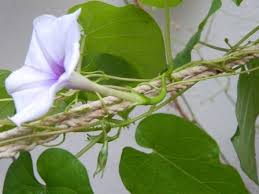Image result for Ipomoea turbinata
