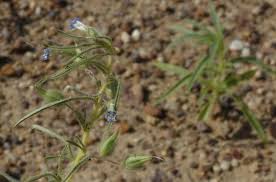 Image result for Anticharis senegalensis