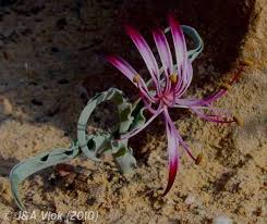 Image result for Ornithoglossum viride